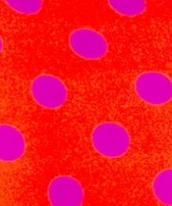 SAS Swim Secret Convertible Push-Up Bikini Top | Bright Polka Dot Print Swimwear 12 SAS Swim Secret Convertible Push-Up Bikini Top | Bright Polka Dot Print Swimwear